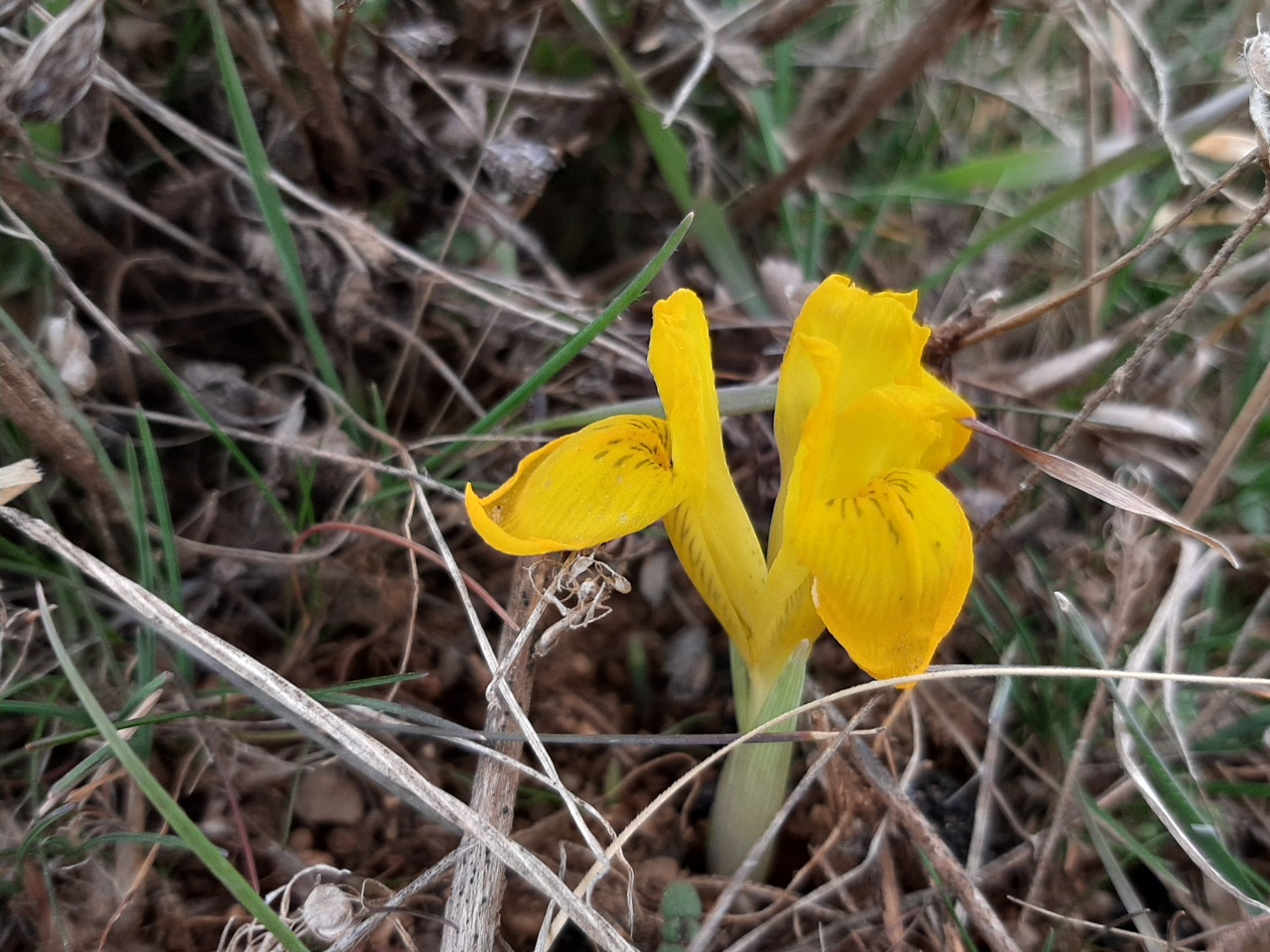 Iris danfordiae