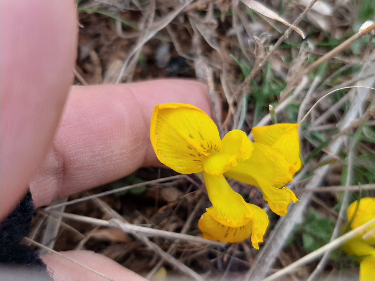 Iris danfordiae