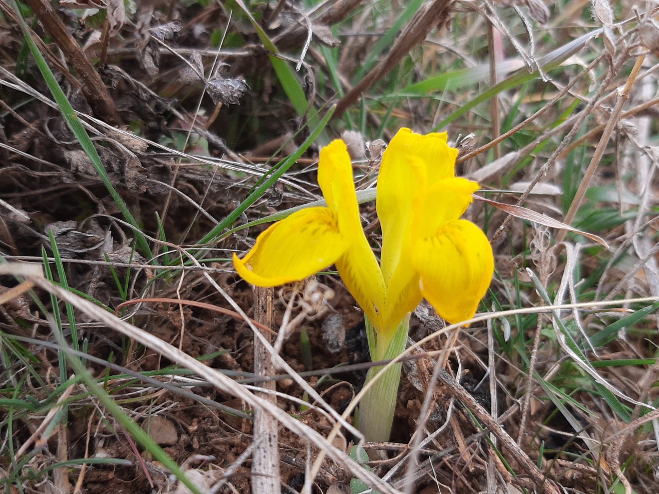 Iris danfordiae