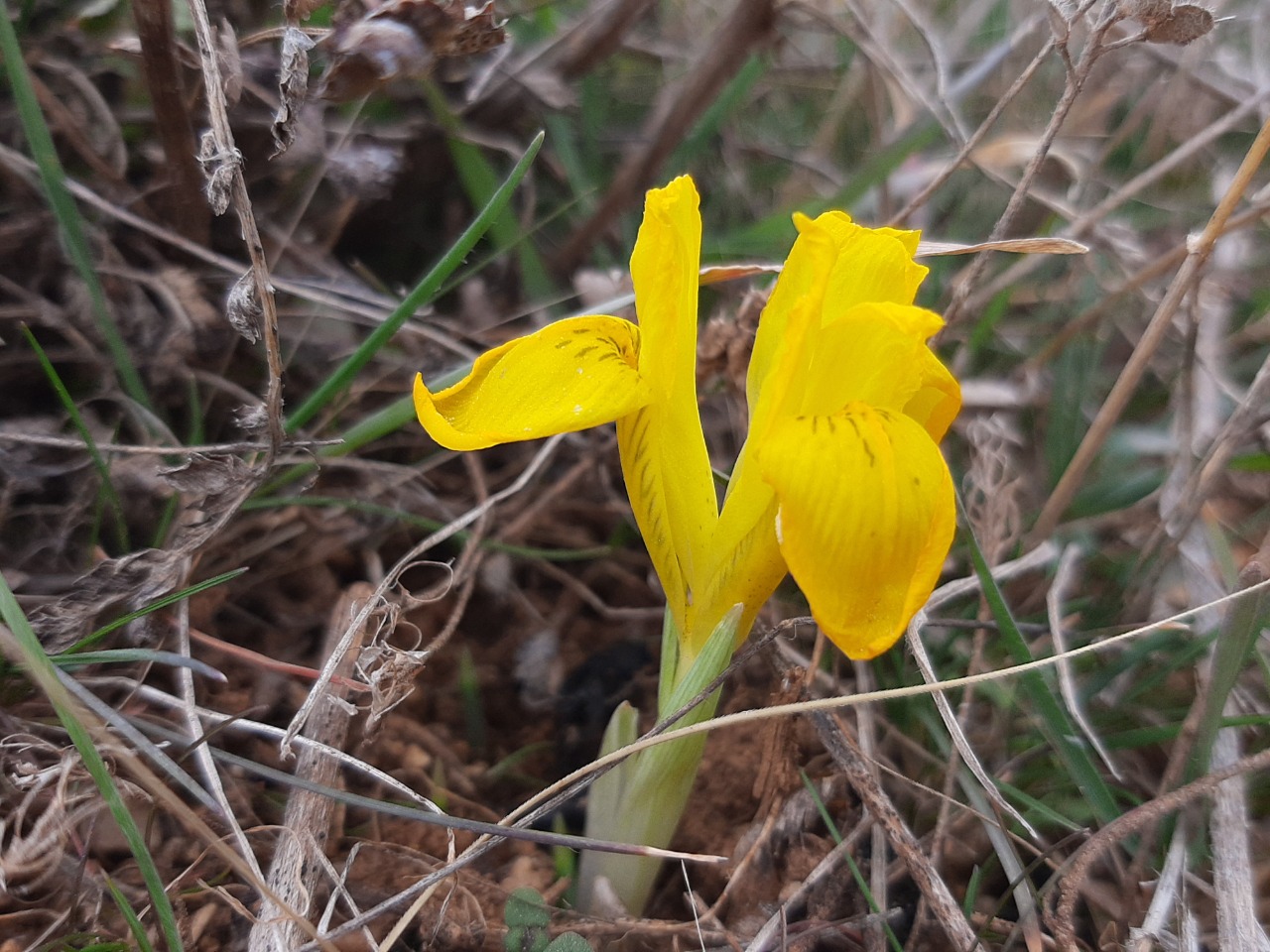 Iris danfordiae