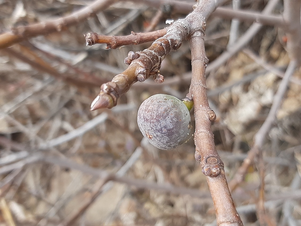 Ficus carica subsp. rupestris