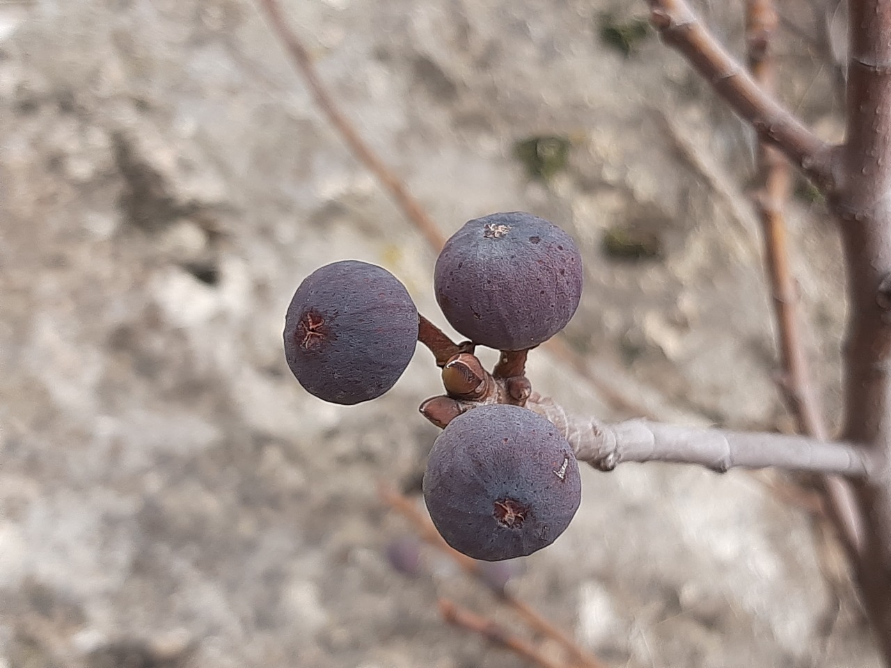 Ficus carica subsp. rupestris