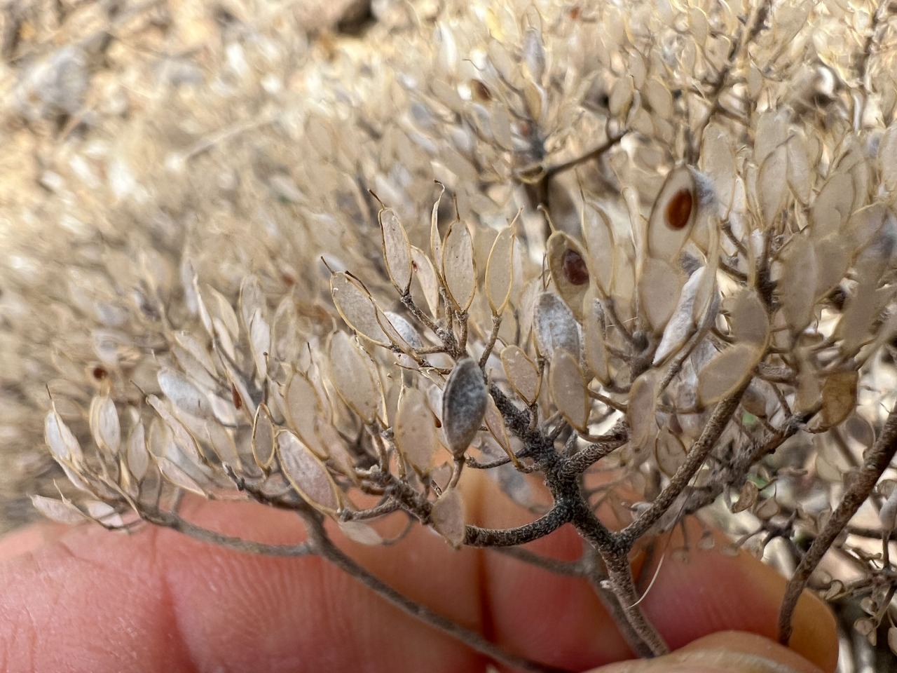 Odontarrhena anatolica