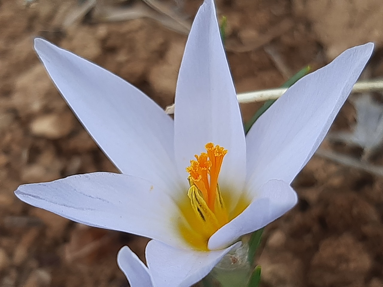 Crocus yakarianus