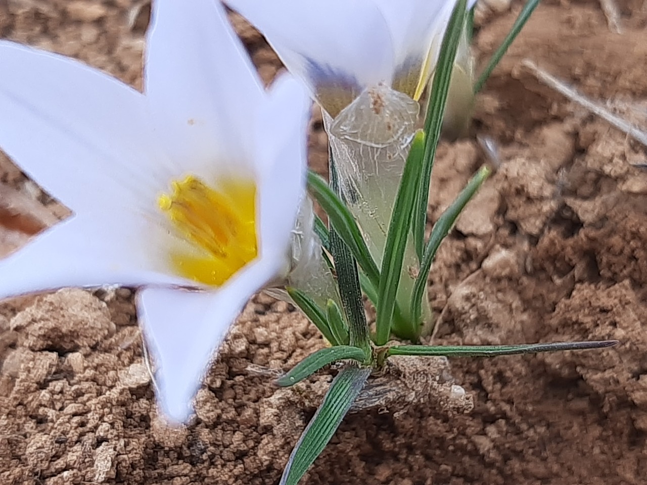 Crocus yakarianus