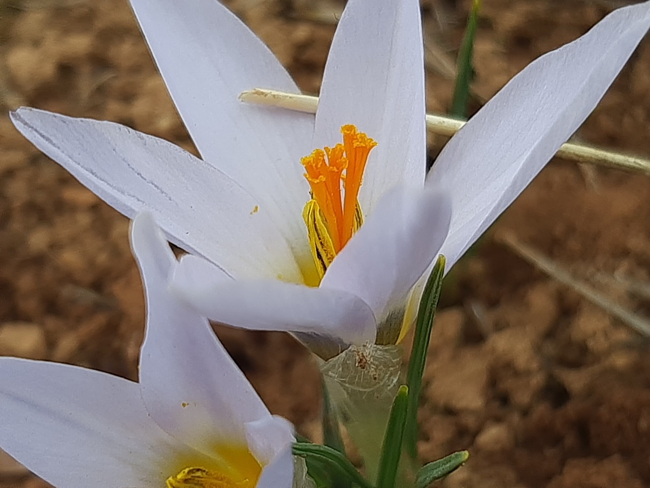 Crocus yakarianus