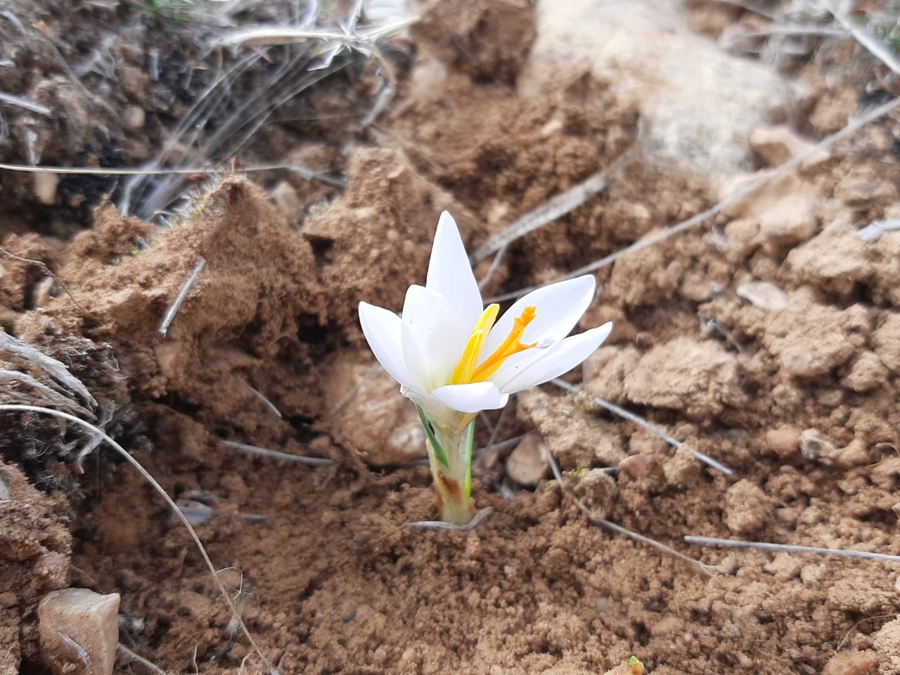 Crocus yakarianus