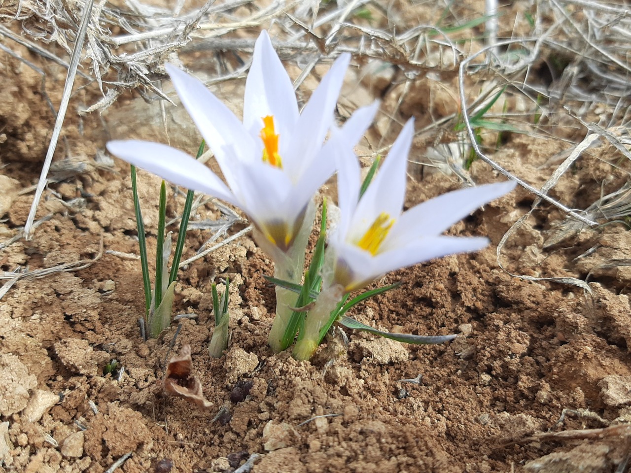 Crocus yakarianus