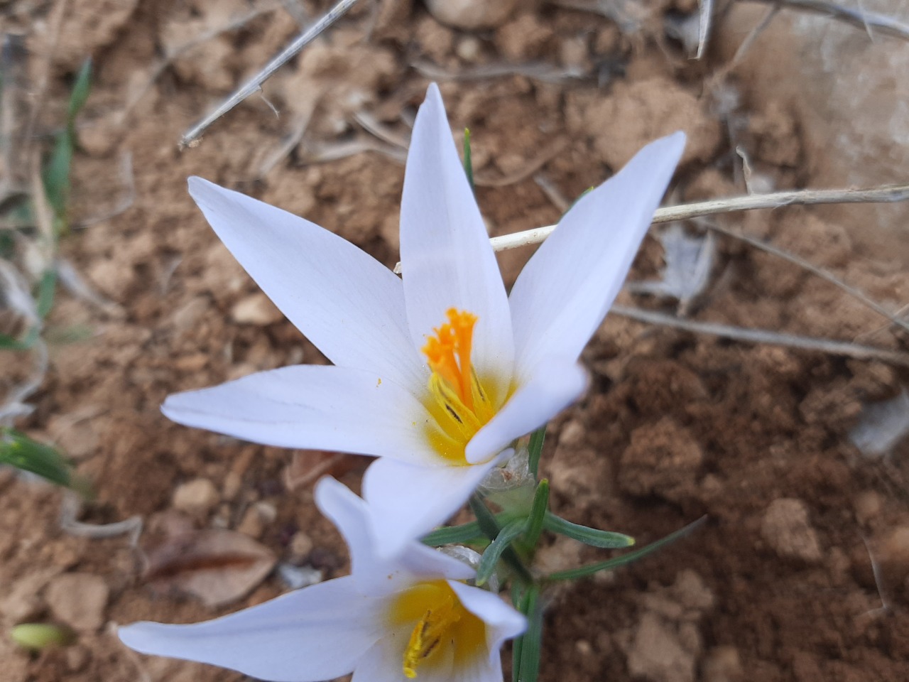 Crocus yakarianus