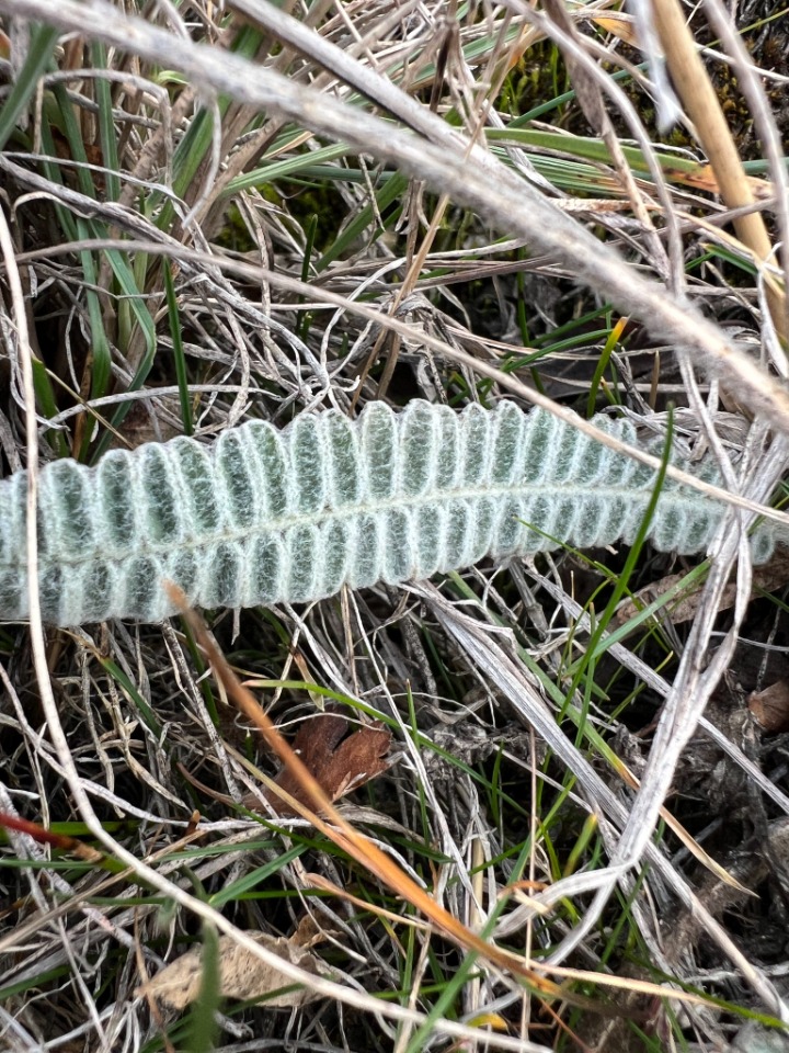 Astragalus cretaceus