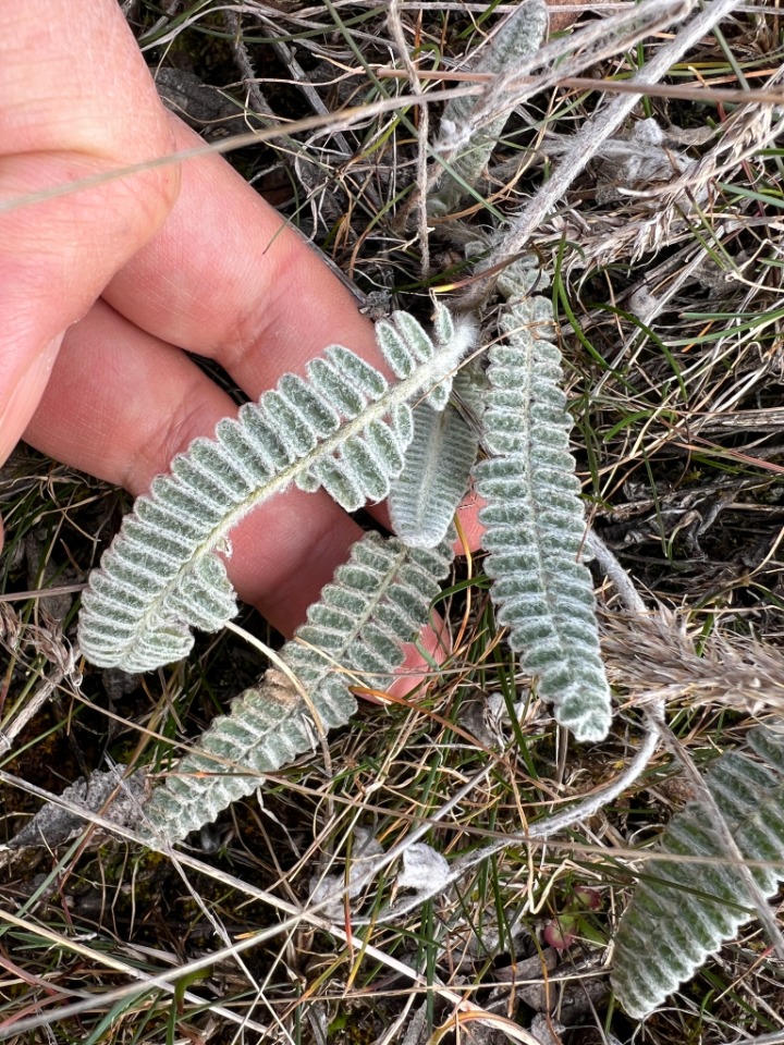 Astragalus cretaceus