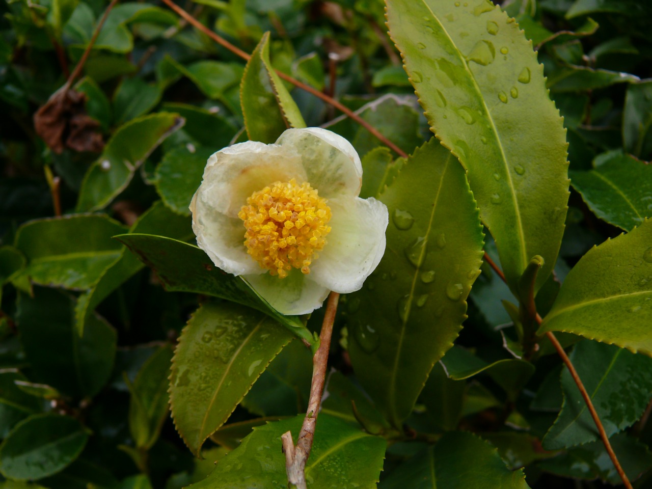 Camellia sinensis