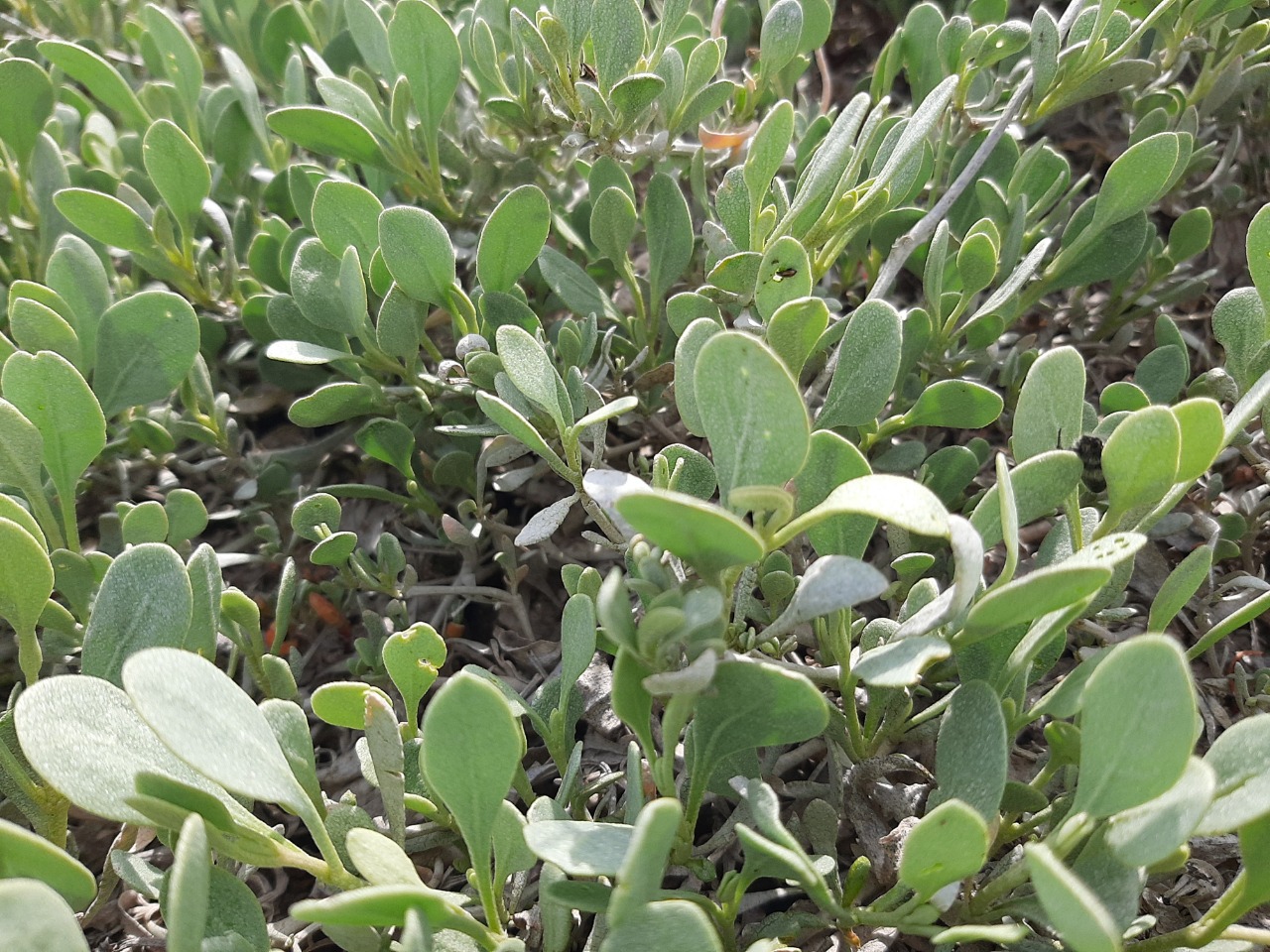 Halimione verrucifera 
