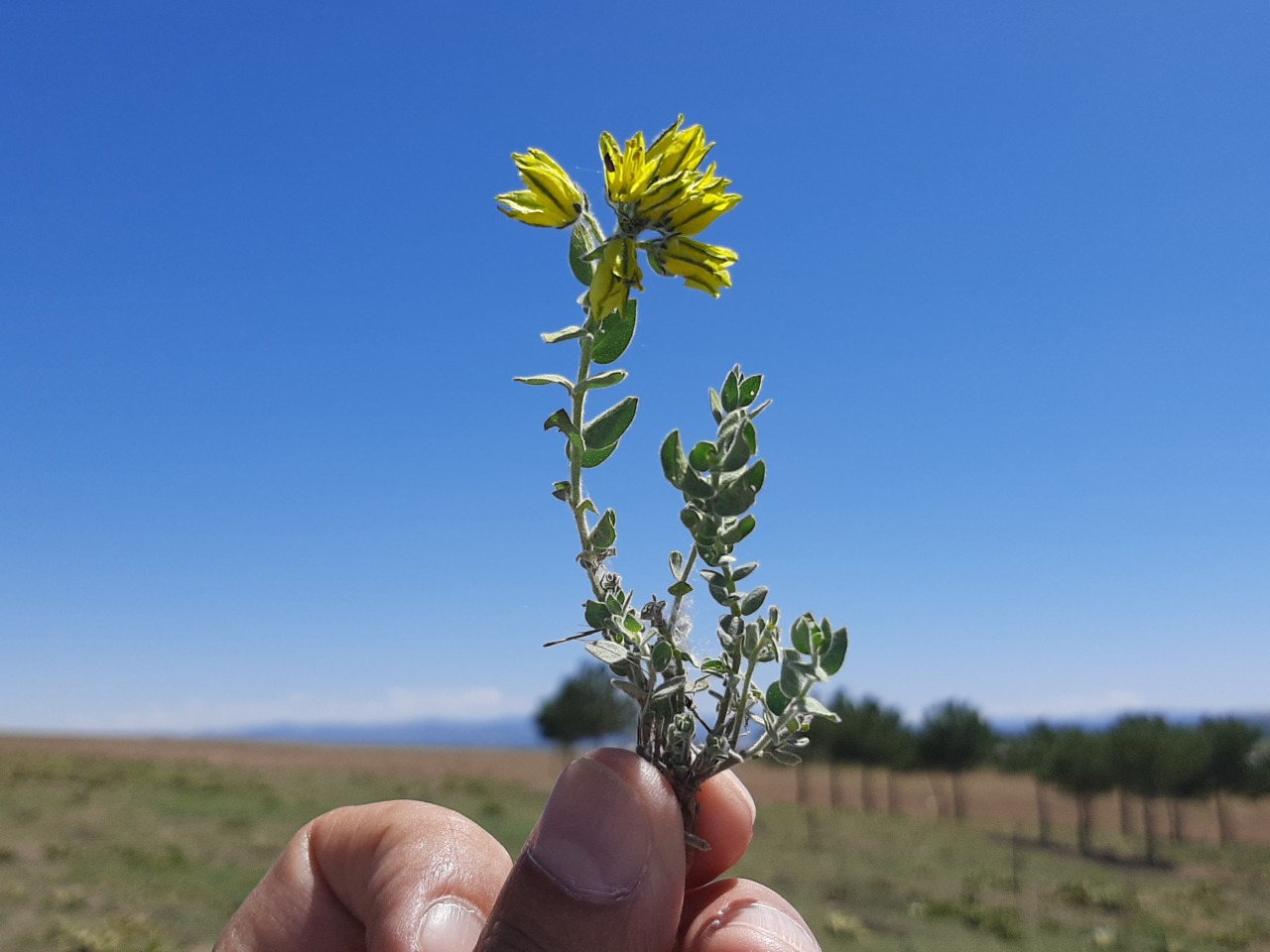Haplophyllum telephioides 