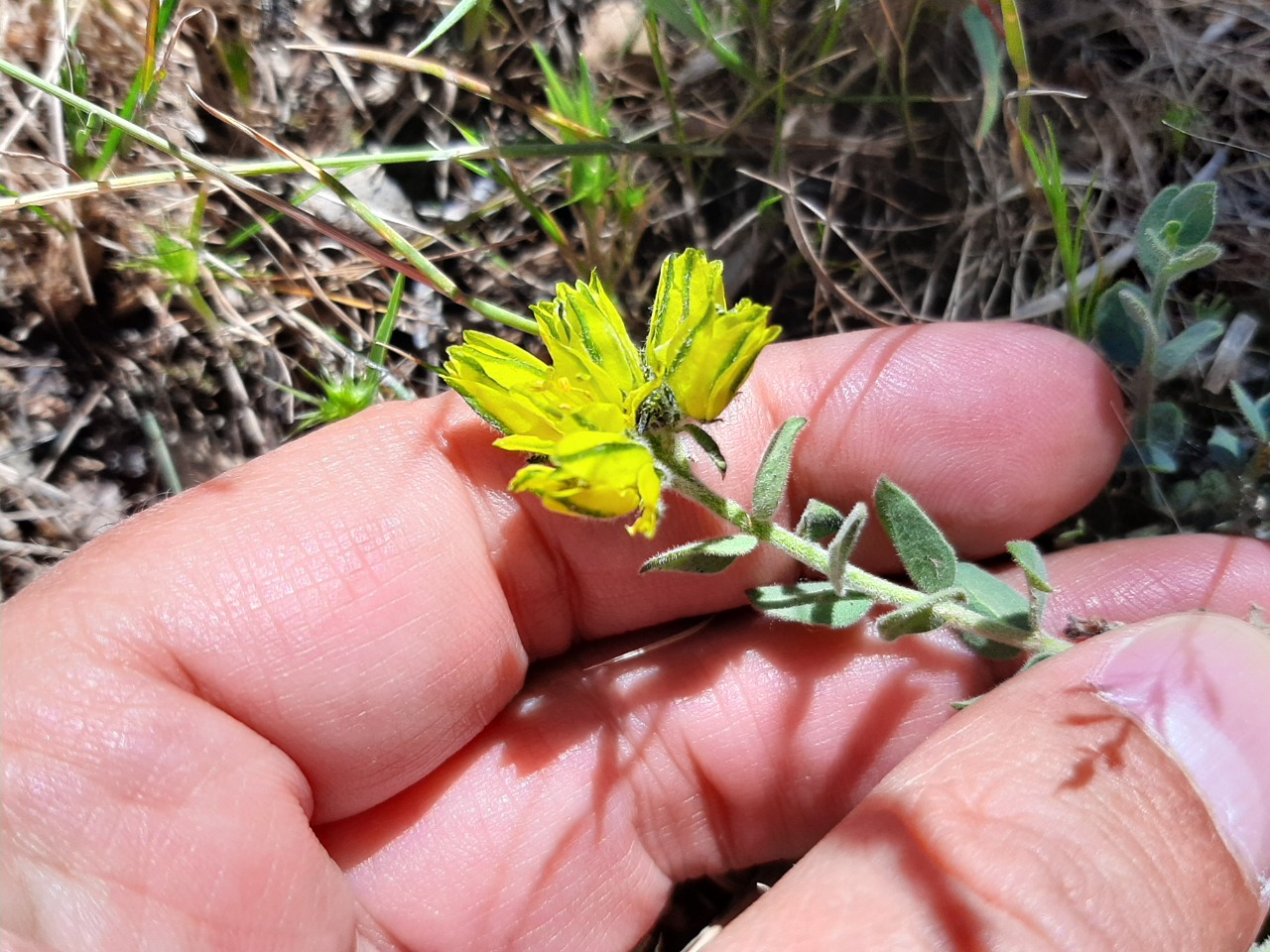 Haplophyllum telephioides 