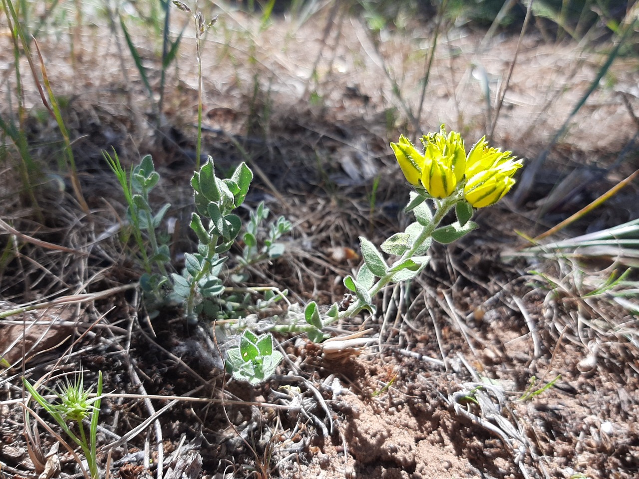 Haplophyllum telephioides 