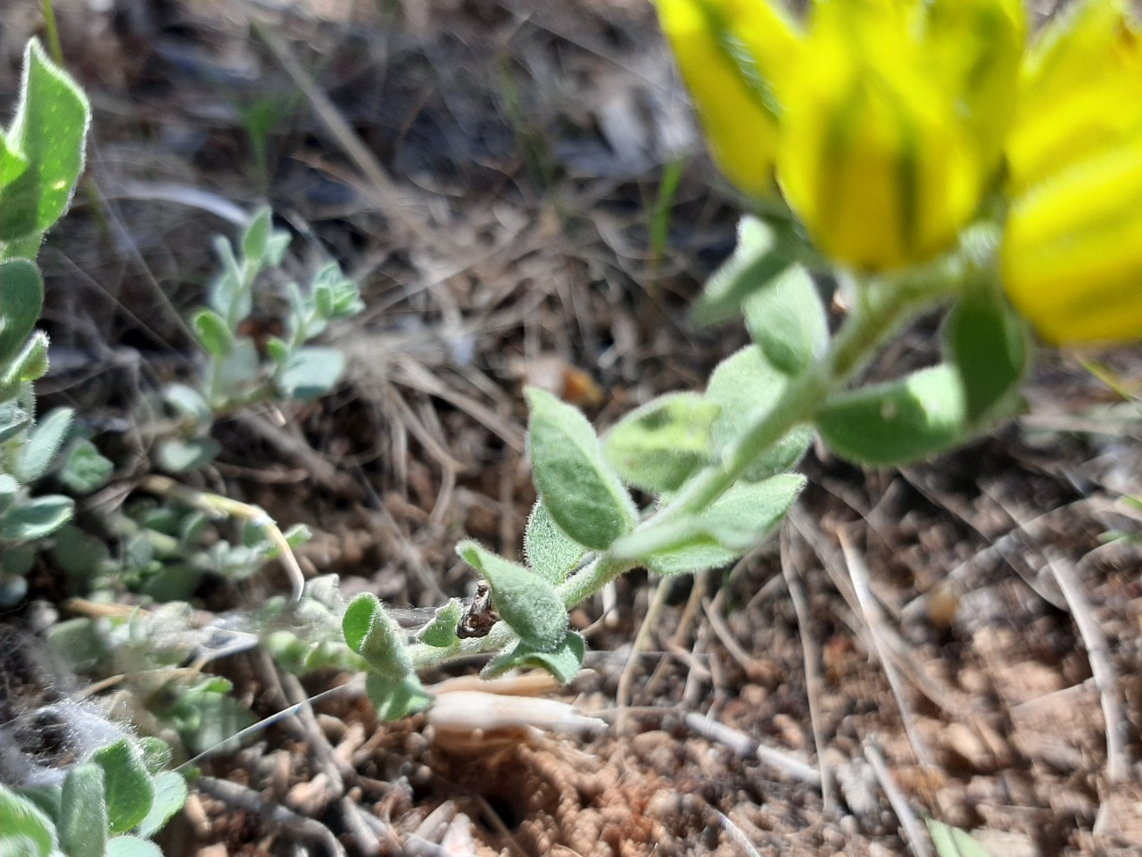 Haplophyllum telephioides 