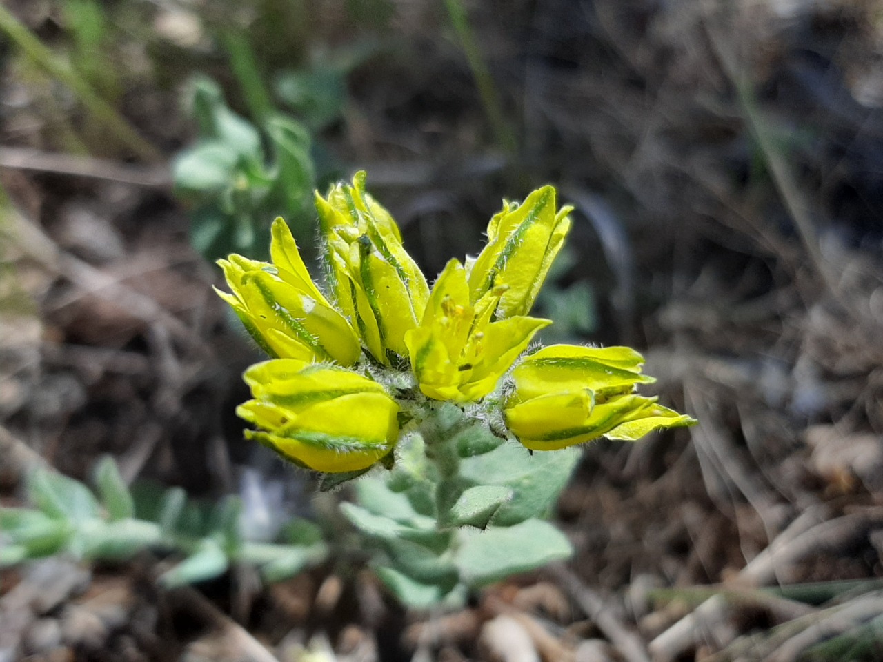 Haplophyllum telephioides 