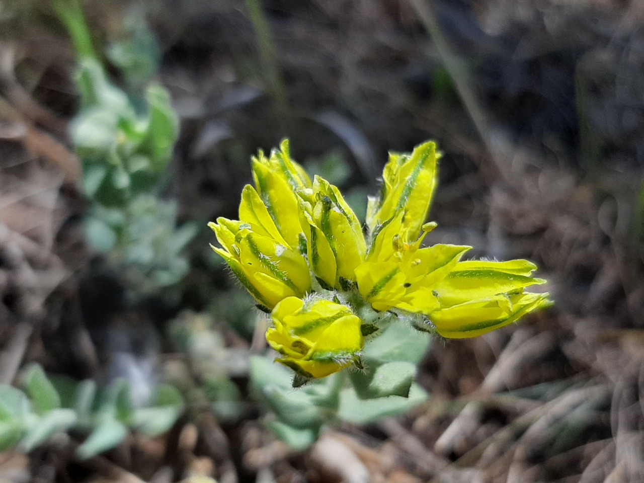 Haplophyllum telephioides 