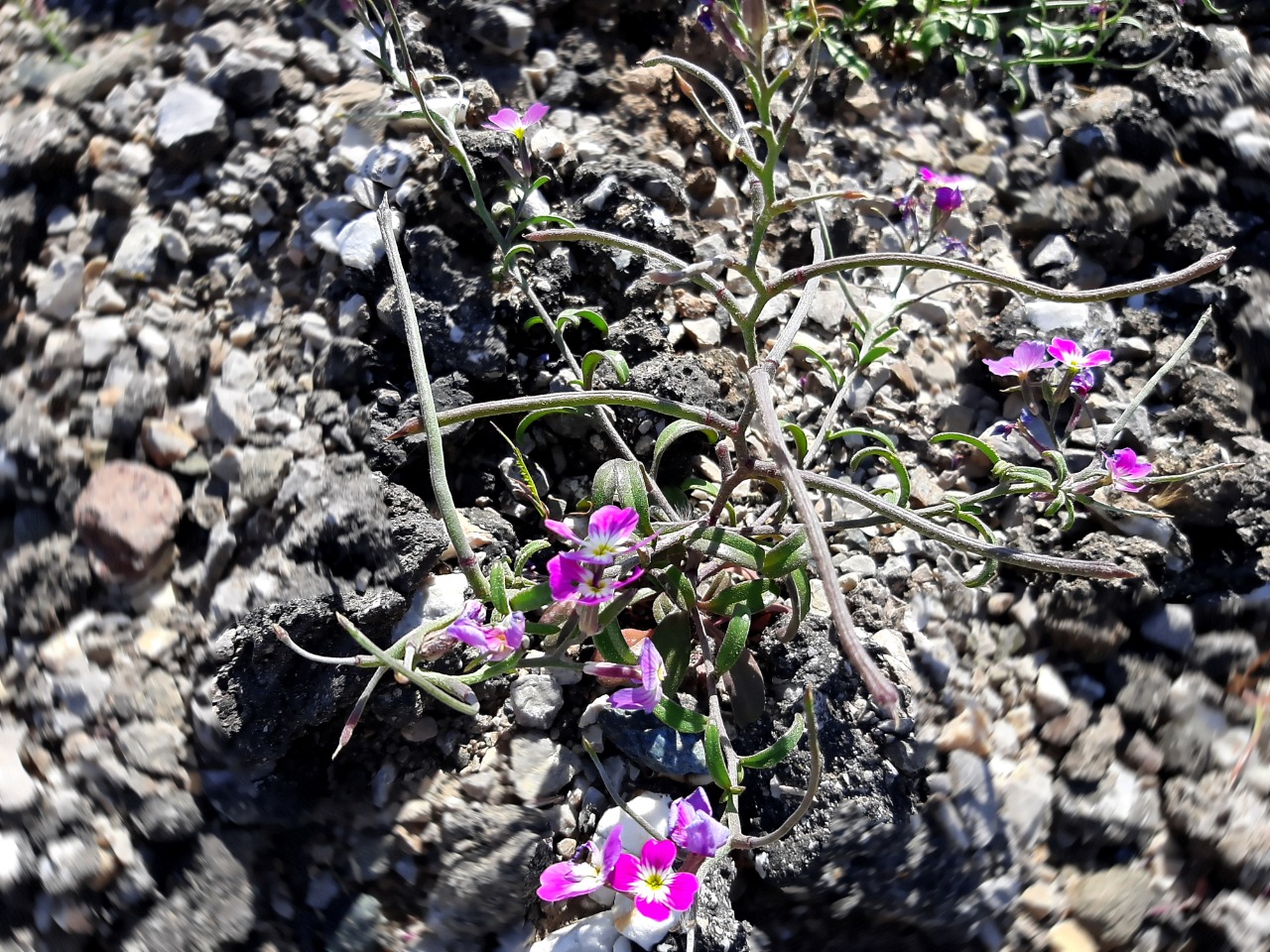 Malcolmia chia 