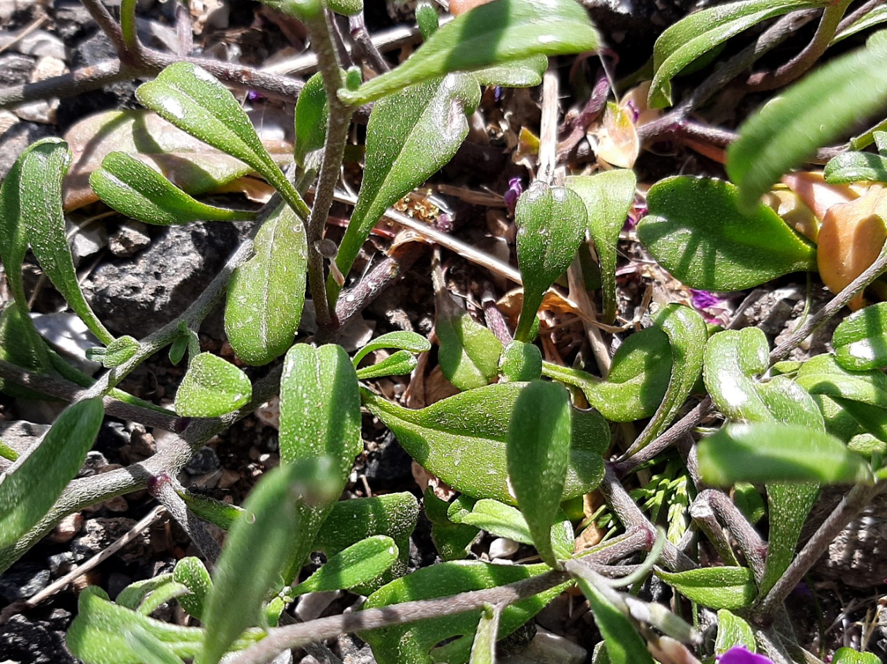 Malcolmia chia 