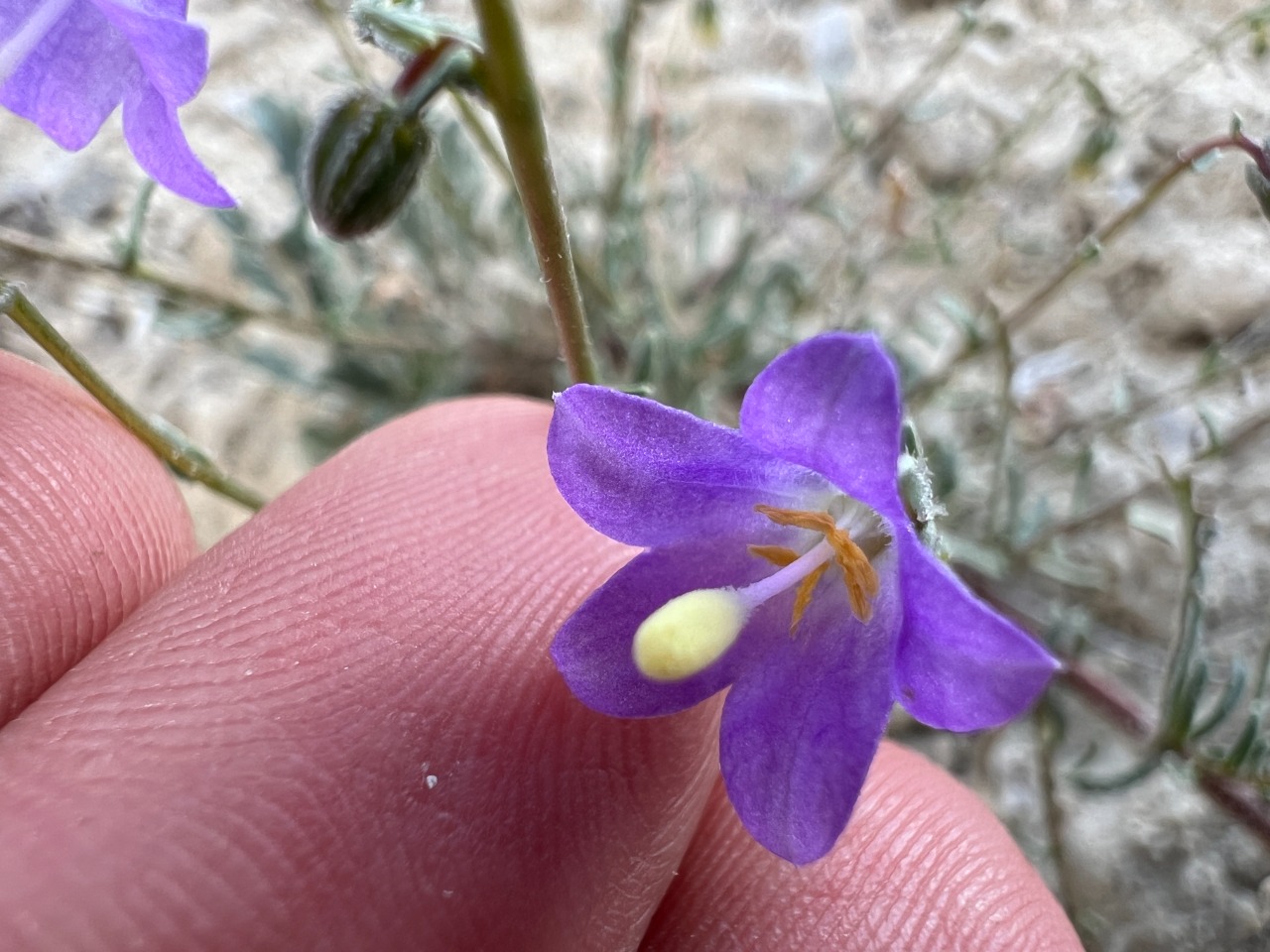 Campanula pinnatifida