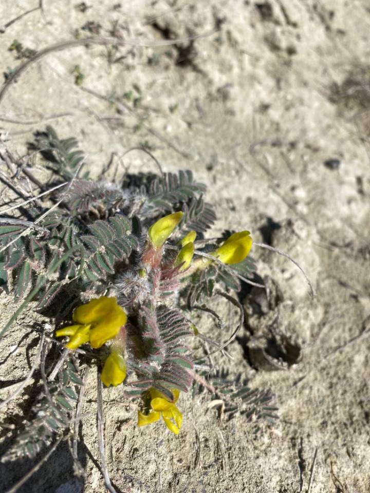 Astragalus caprinus