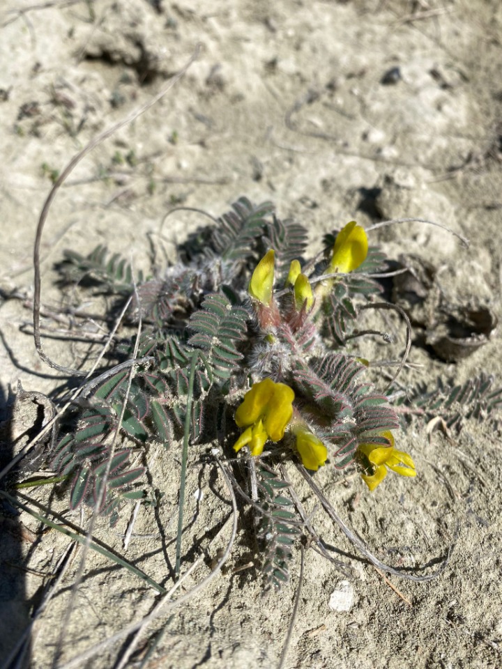 Astragalus caprinus