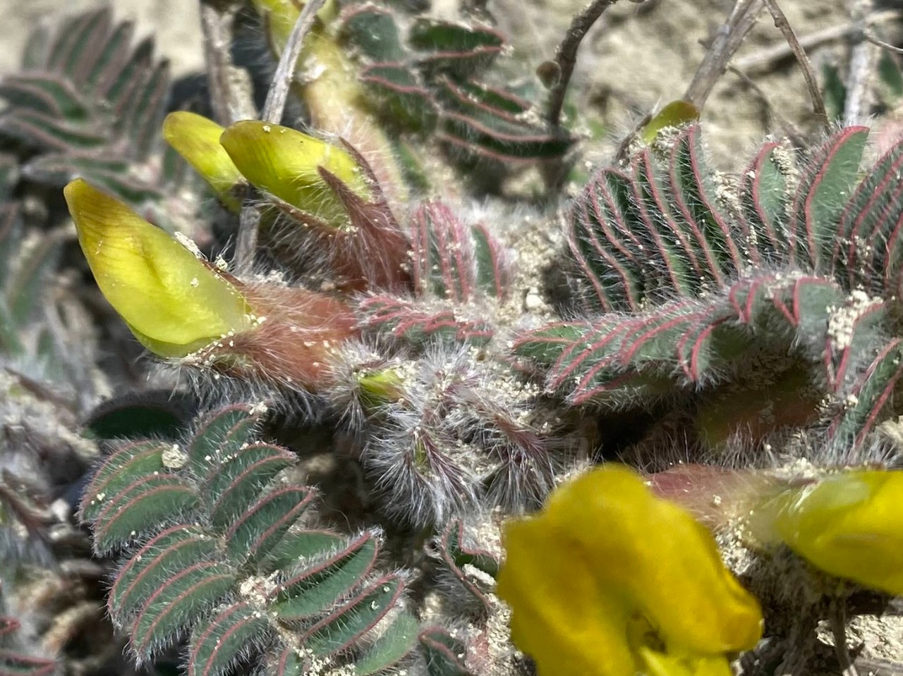 Astragalus caprinus