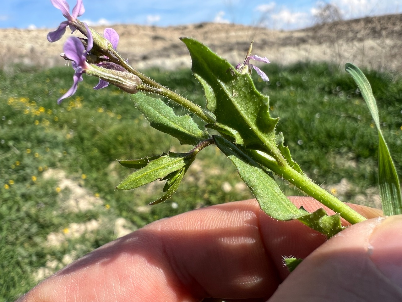 Chorispora tenella