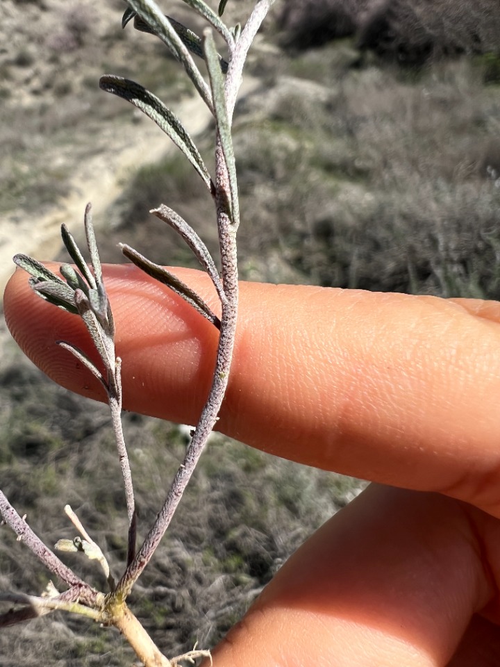 Meniocus linifolius