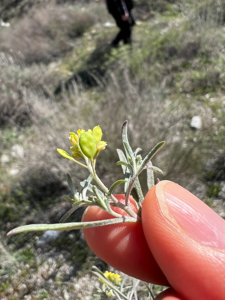 Meniocus linifolius