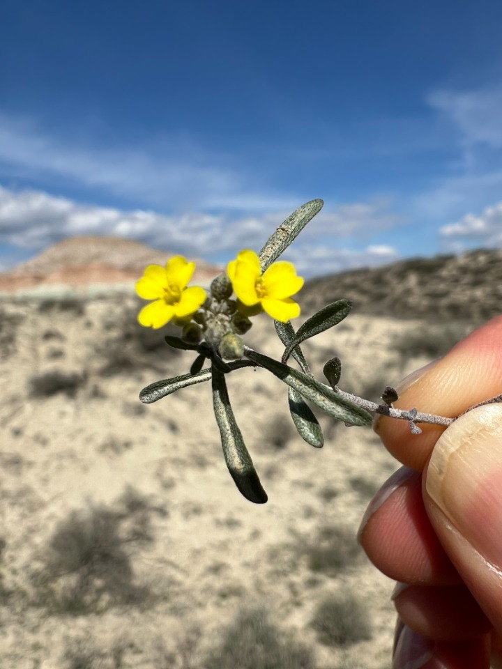 Meniocus linifolius