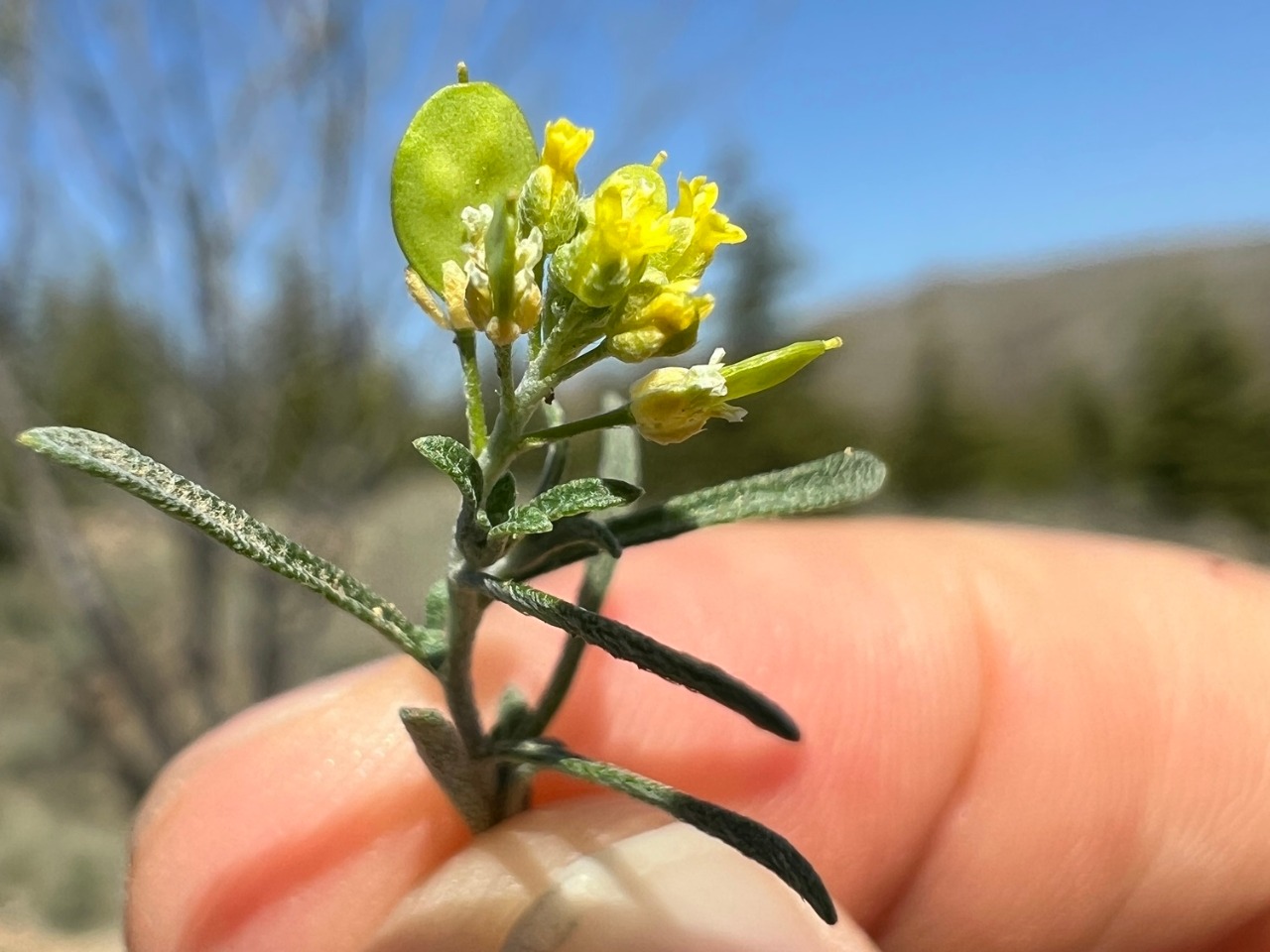 Meniocus linifolius