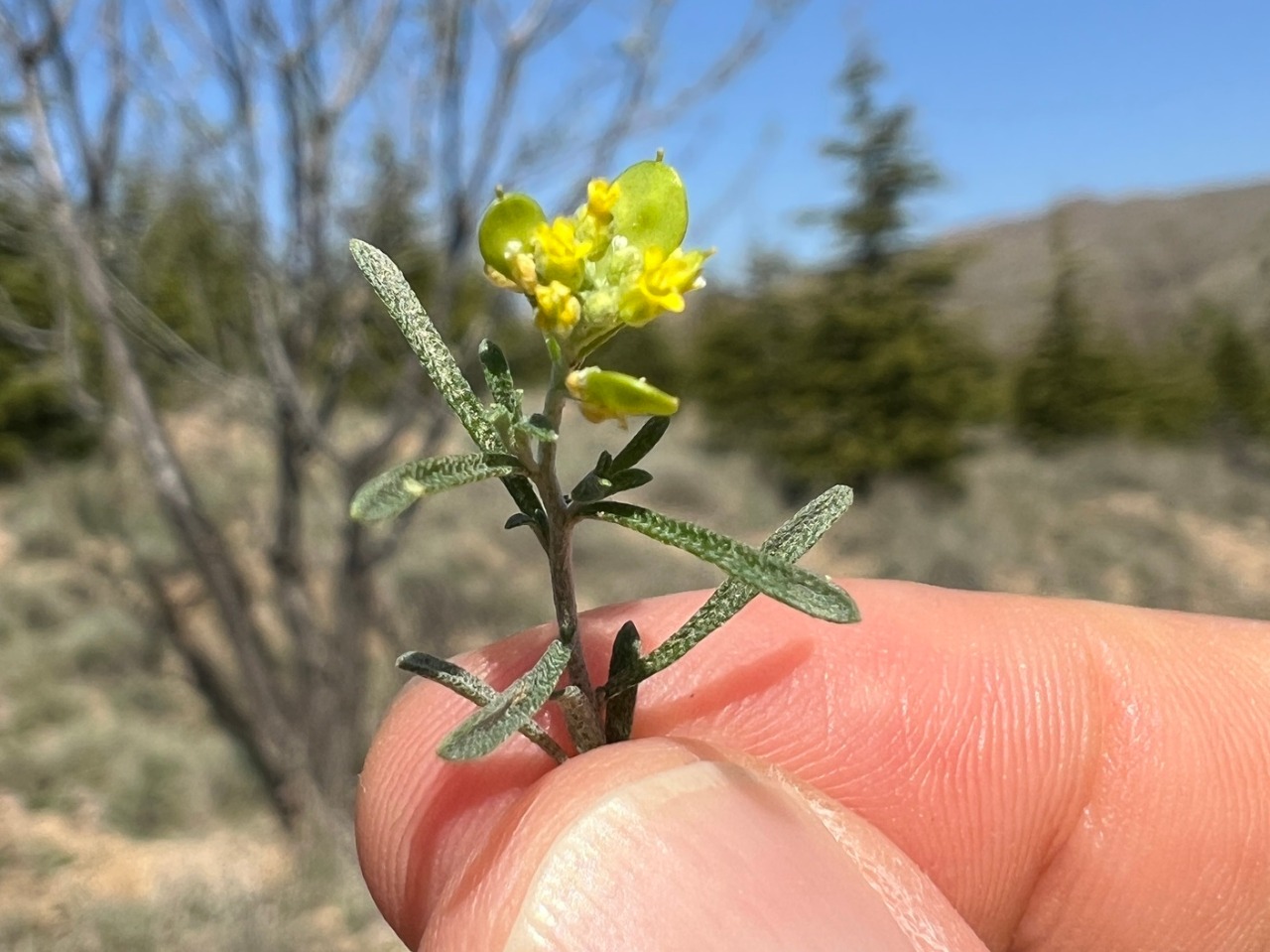 Meniocus linifolius