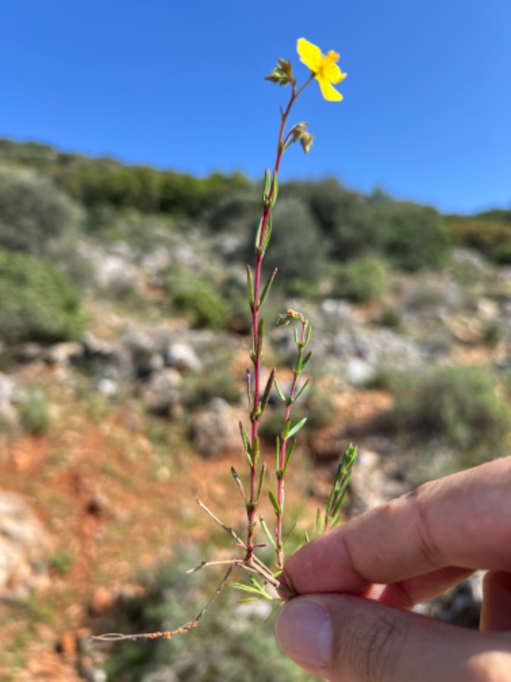 Fumana laevis