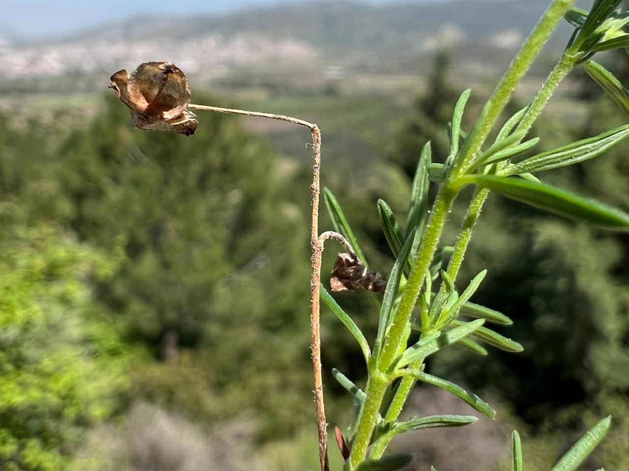 Fumana laevis
