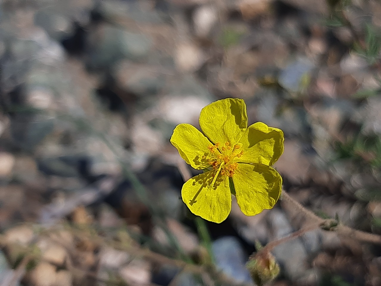 Fumana laevis