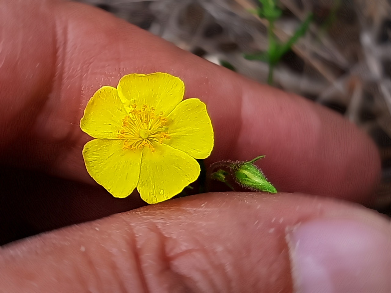 Fumana laevis