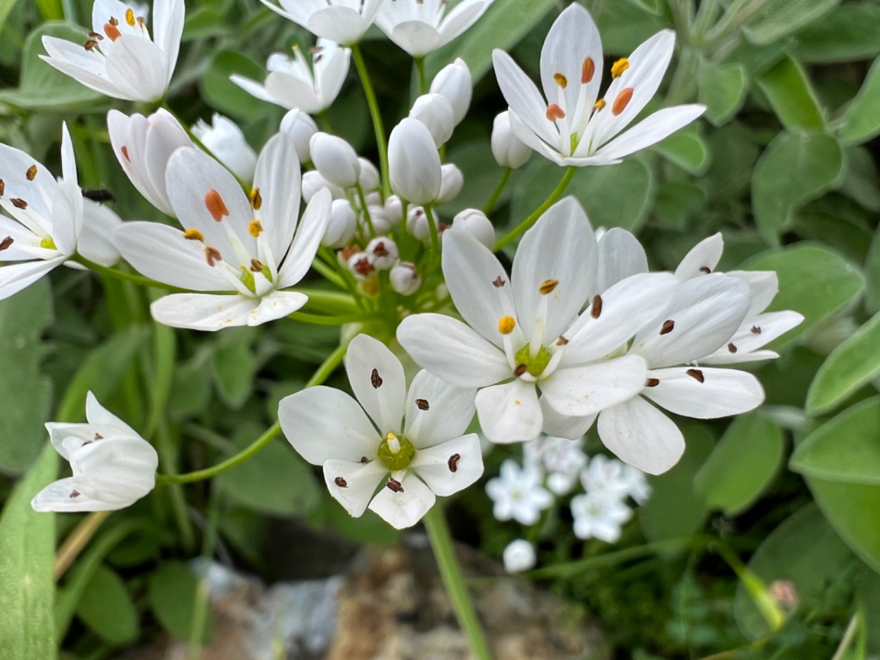 Allium subhirsutum