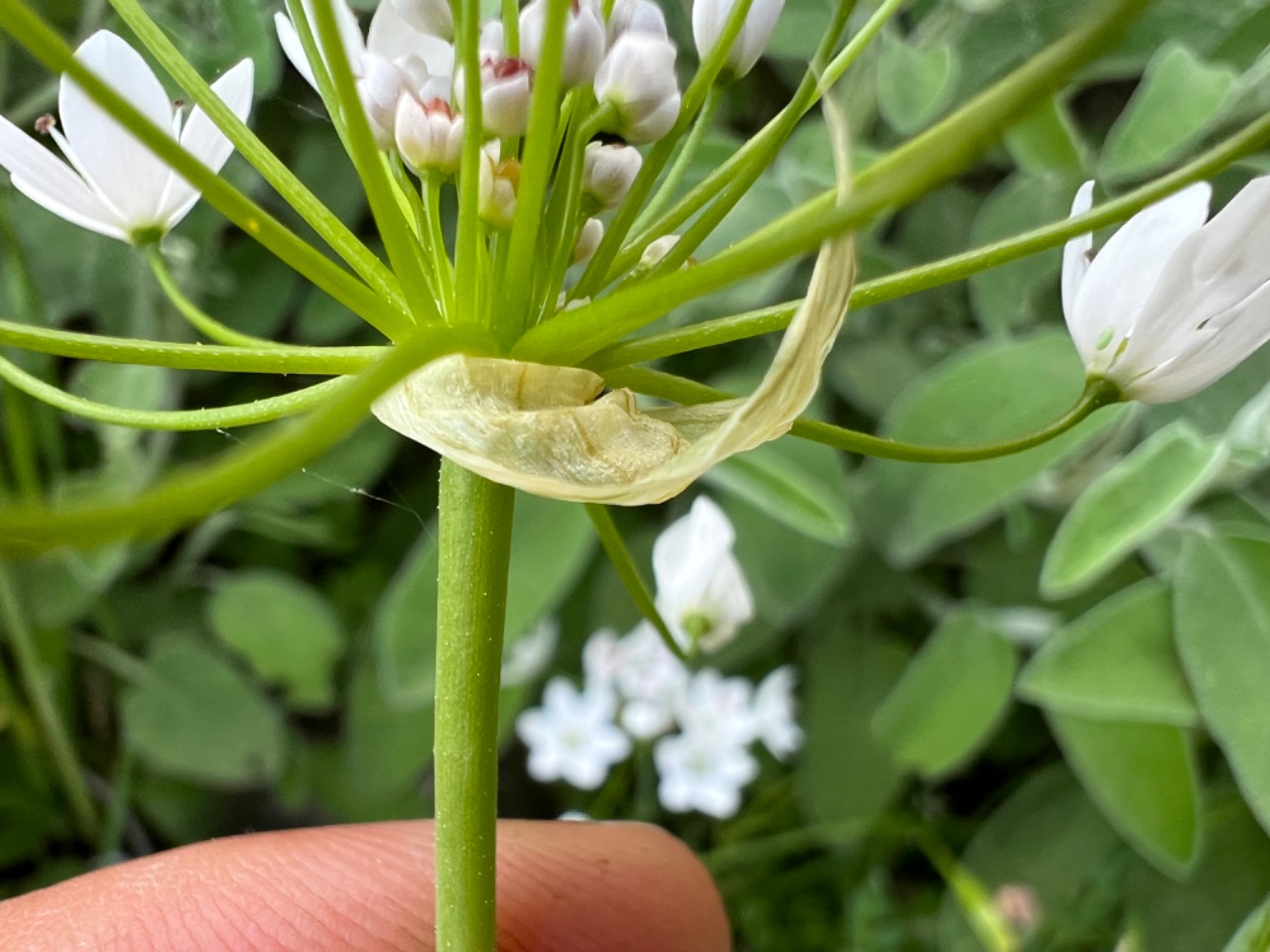 Allium subhirsutum