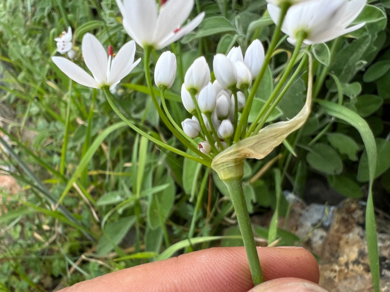 Allium subhirsutum