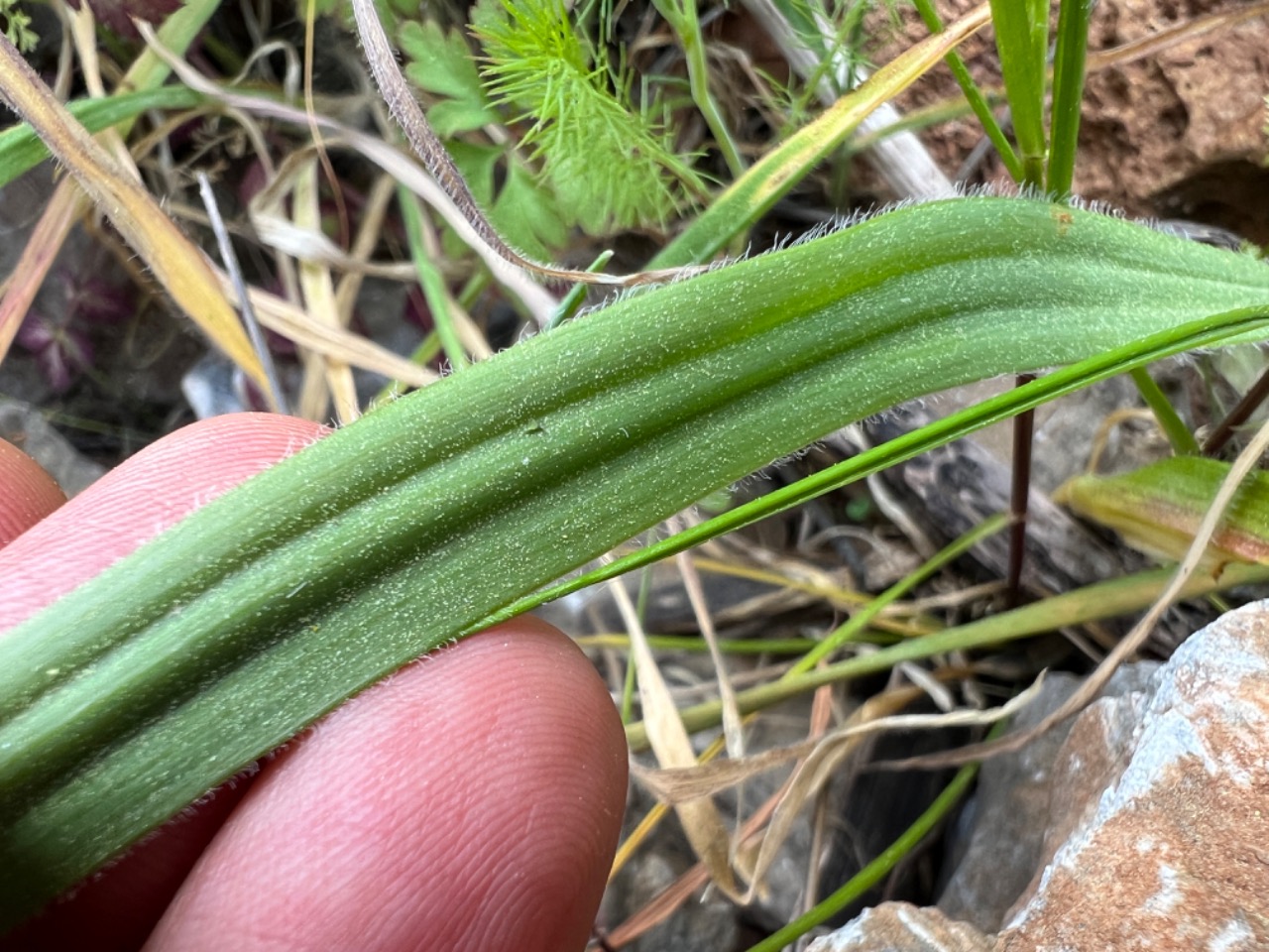 Allium subhirsutum