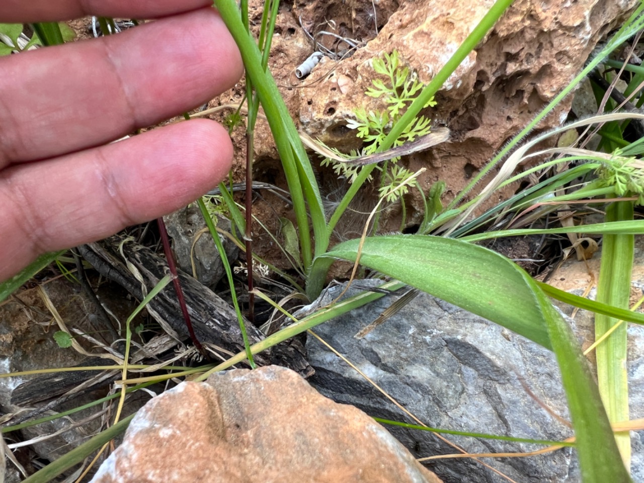 Allium subhirsutum