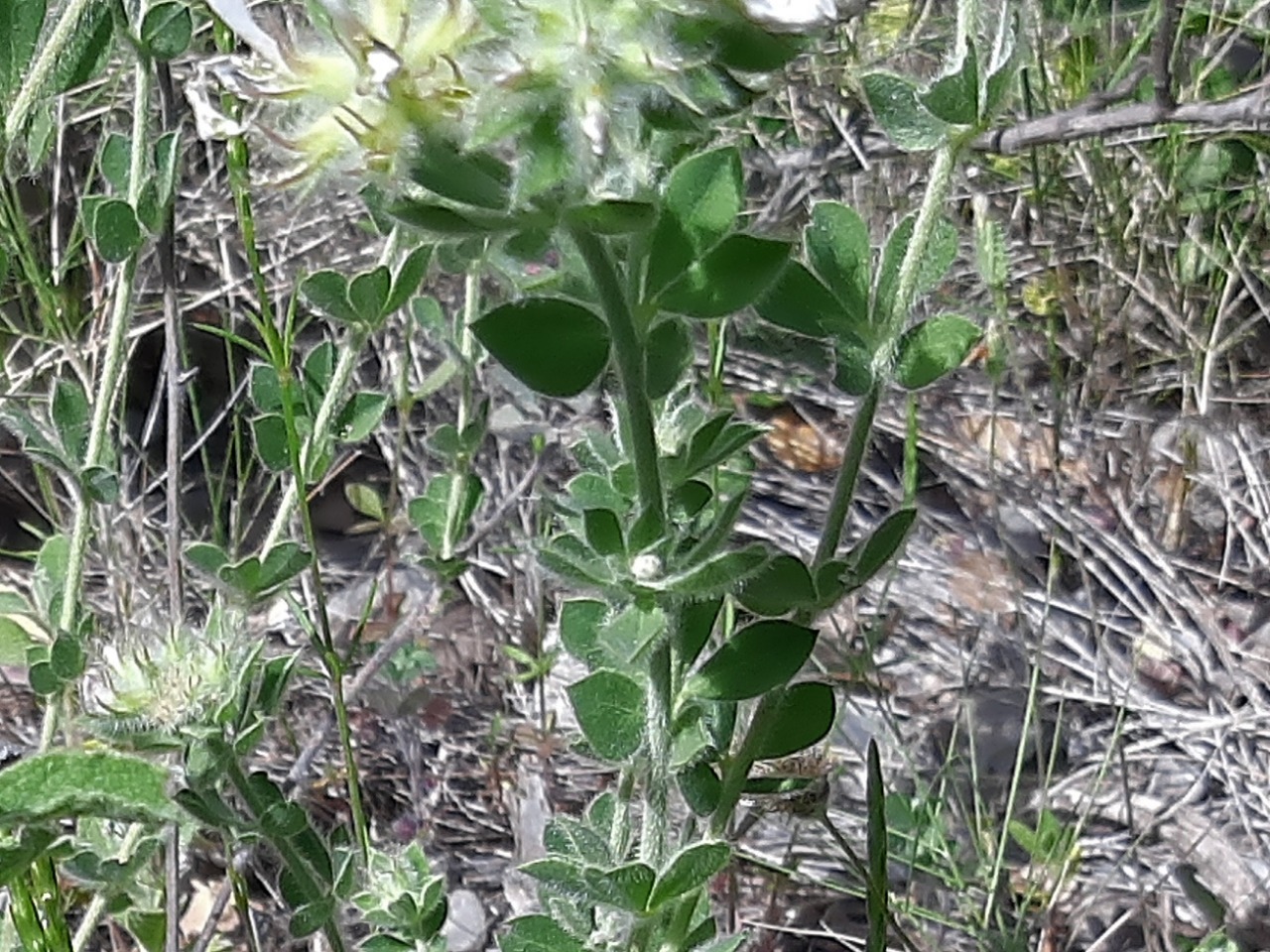 Lotus hirsutus