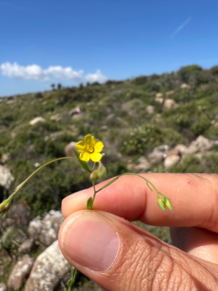 Linum strictum