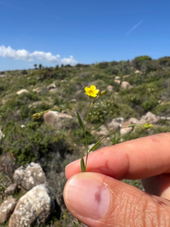 Linum strictum