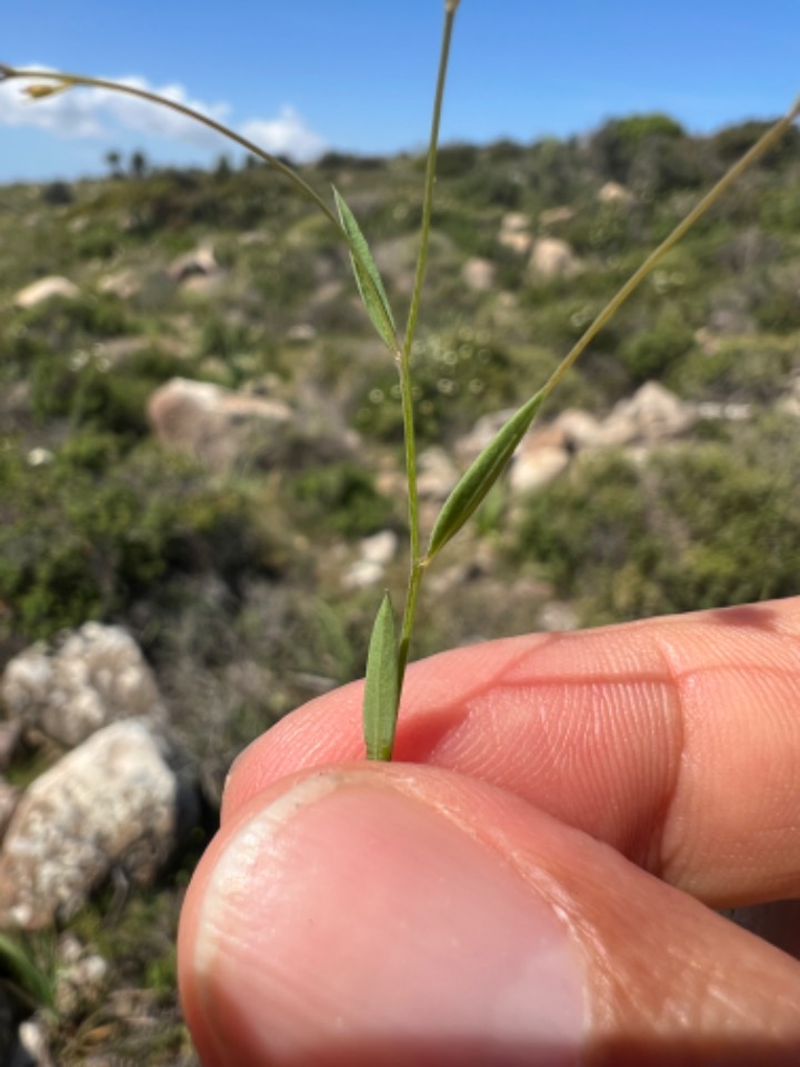 Linum strictum