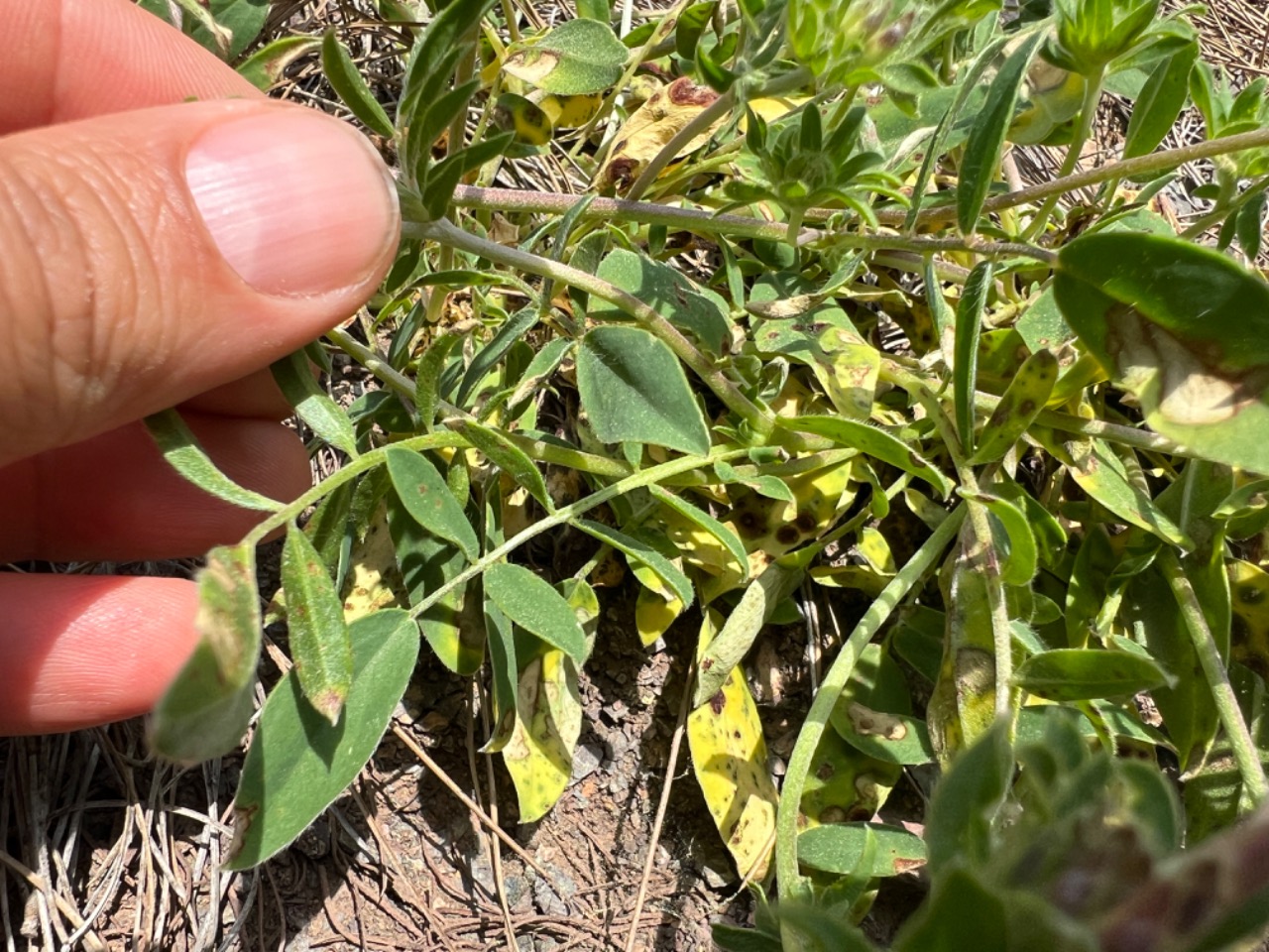 Anthyllis vulneraria subsp. praepropera