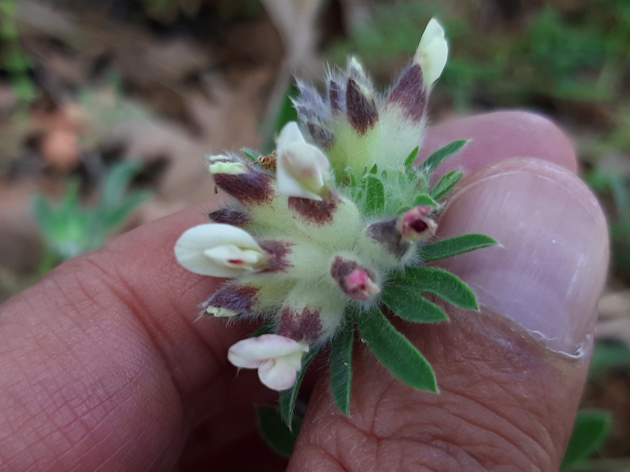 Anthyllis vulneraria subsp. praepropera